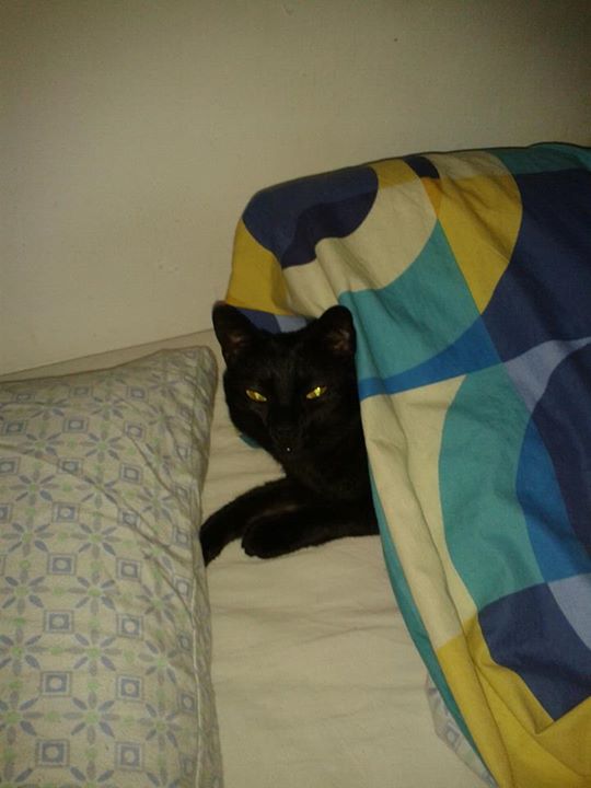Vicente o un gato en la cama