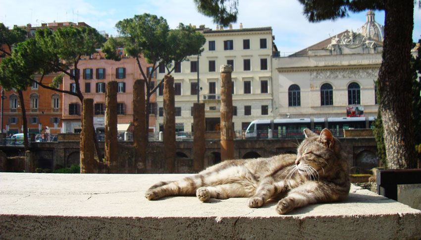 gato en Roma