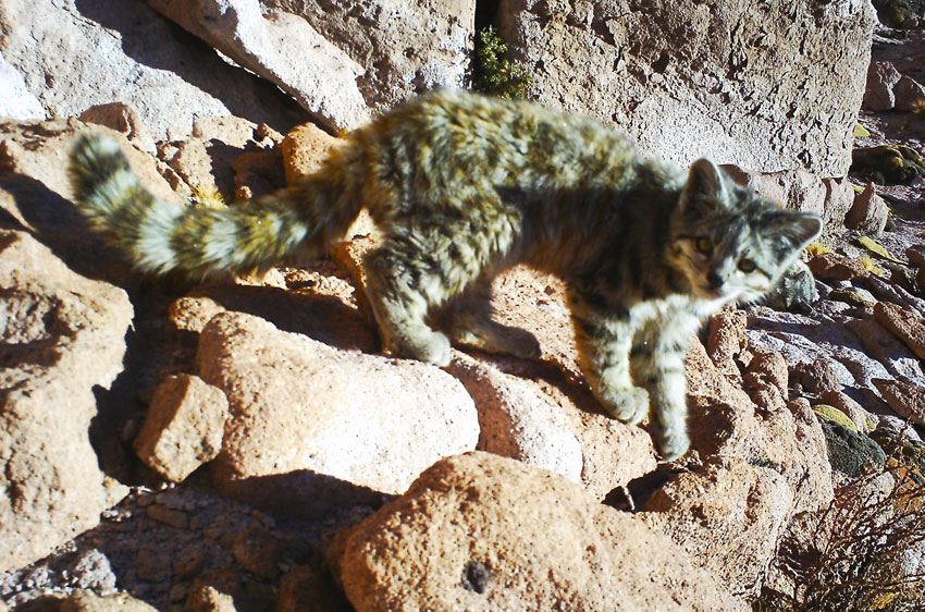 El gato andino, uno de los gatos más raros del mundo