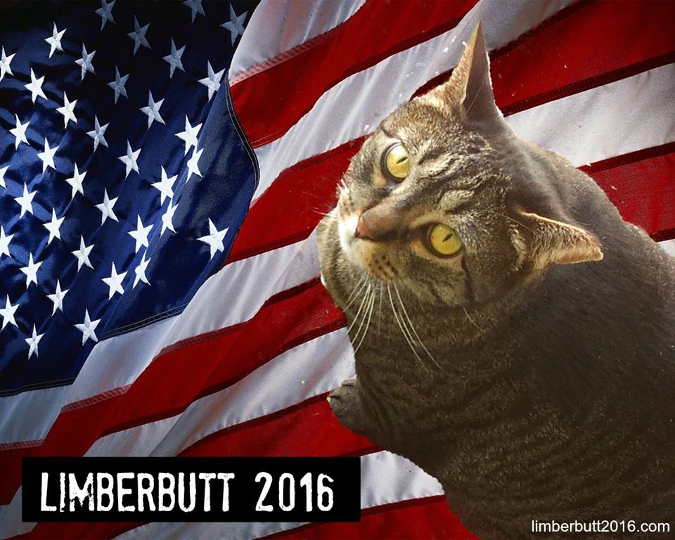 El gato Limberbutt disputa la candidatura demócrata para  presidencia de EE.UU. 2016 