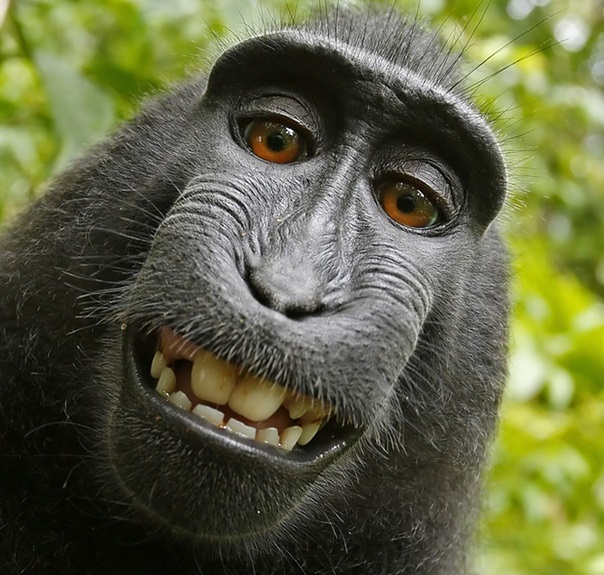 Selfie del mono macaco