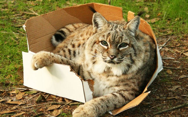 gatos cajas