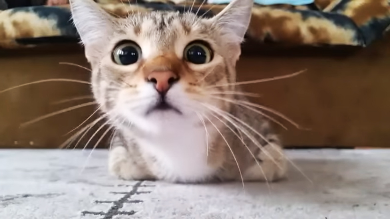 video-gatos-pelicula-miedo