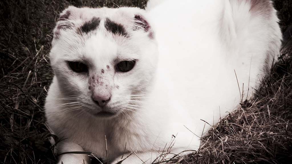 gatos-cancer-piel