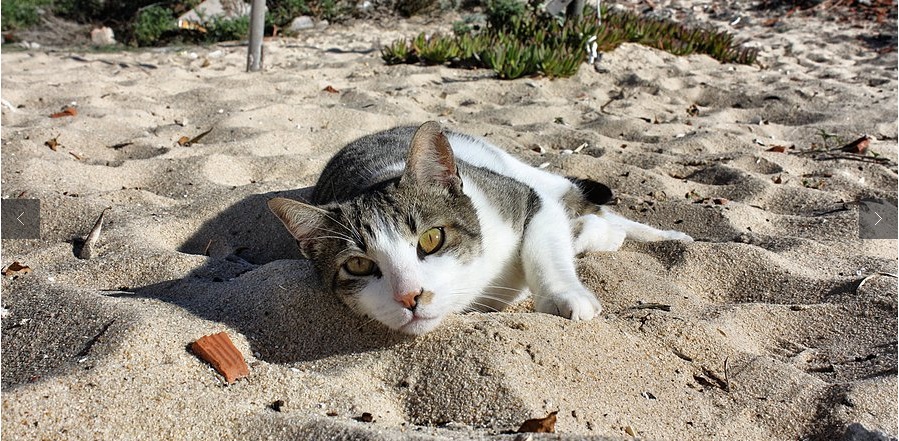gatos praia faro portugal