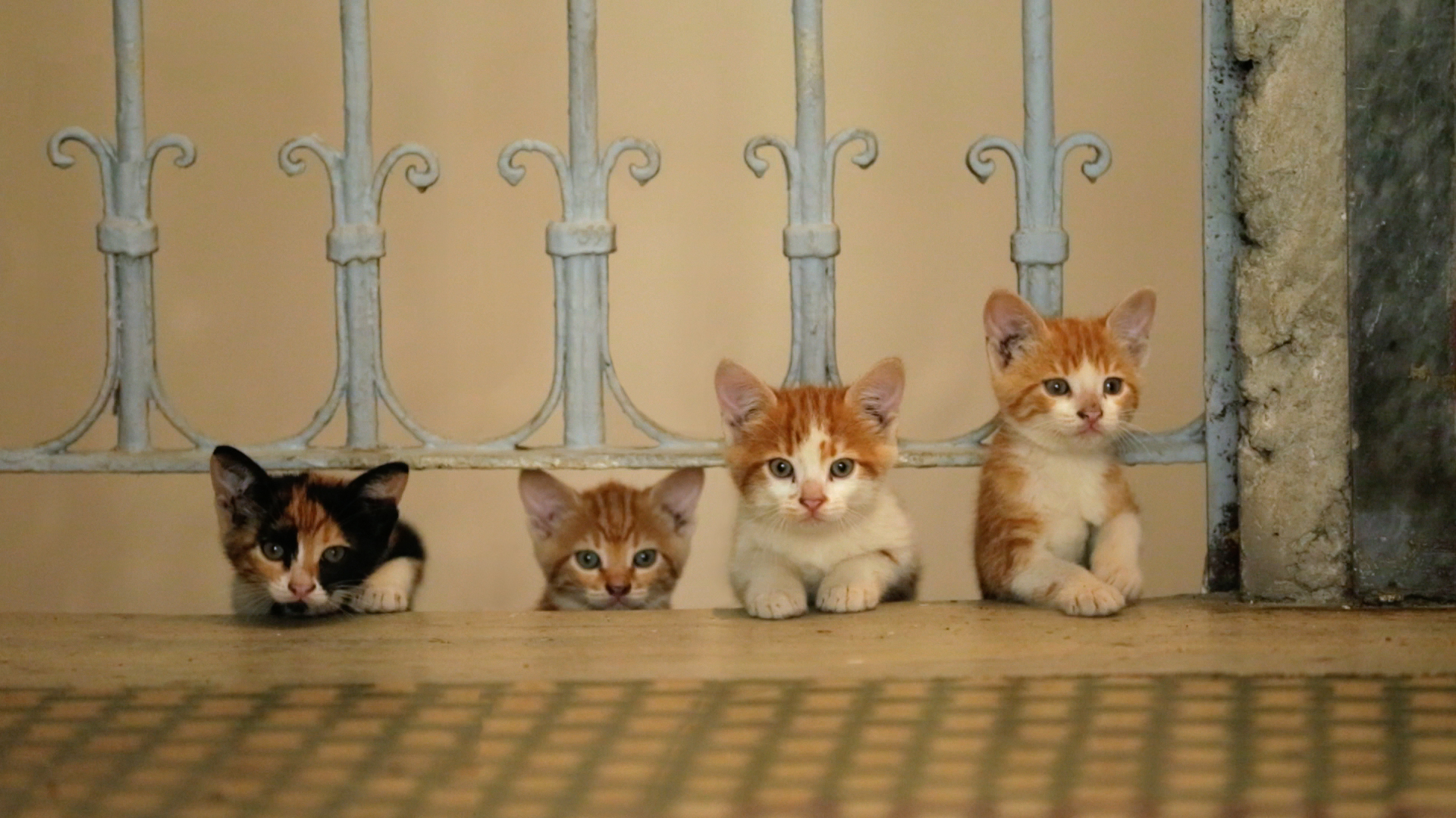 Kedi, documental gatos Estambul